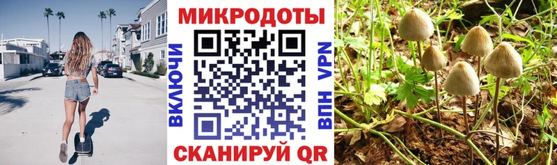 Галлюциногенные грибы Cubensis  где купить   Новая Ладога 
